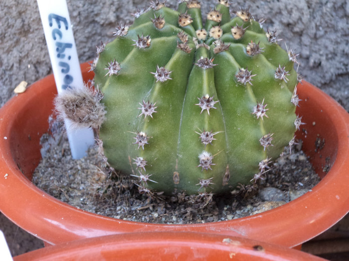 Echinopsis, boboc in premiera - Cactusi si suculente 2011