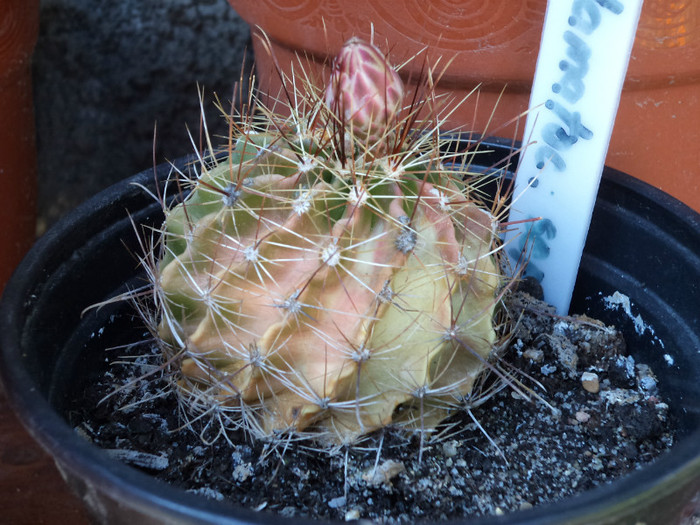 Hamatocactus septispinus- boboc in premiera - Cactusi si suculente 2011