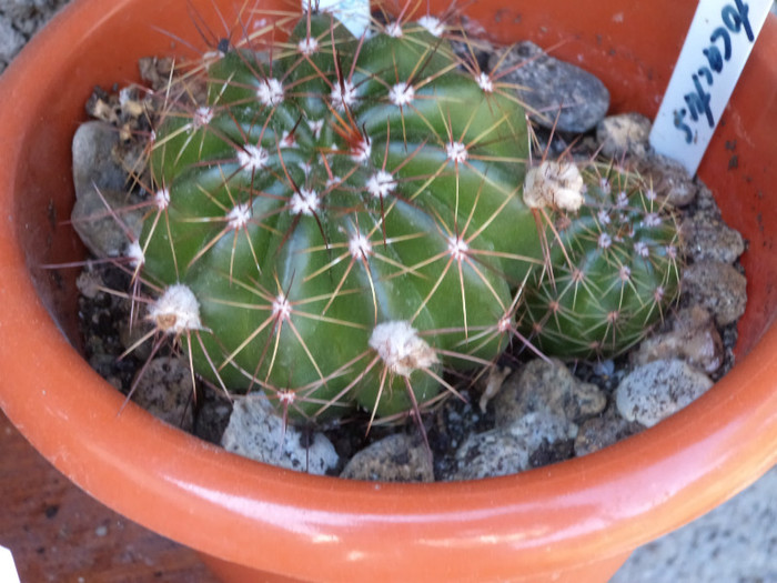 Notocactus otonis la a 2-a inflorire - Cactusi si suculente 2011