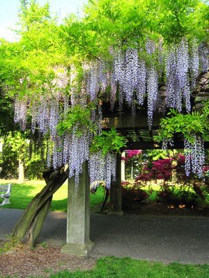 BBG wisteria pergola