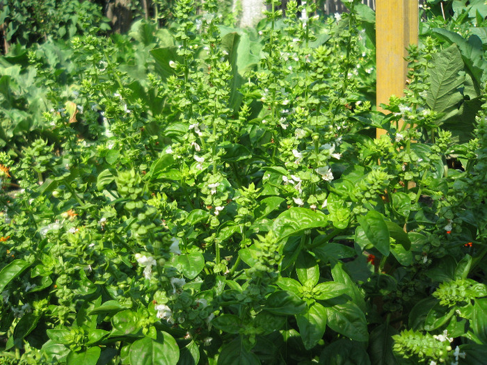 Flori busuioc - Mirodenii