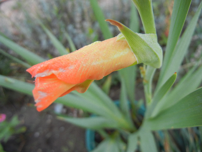 Orange Gladiolus (2011, September 08)