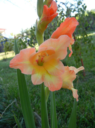 Orange Gladiolus (2011, September 11)