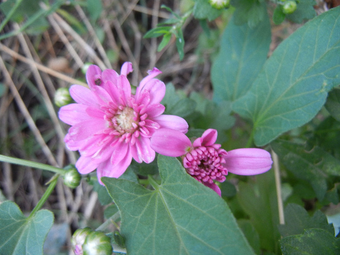 Pink Chrysanthemum (2011, Sep.08)