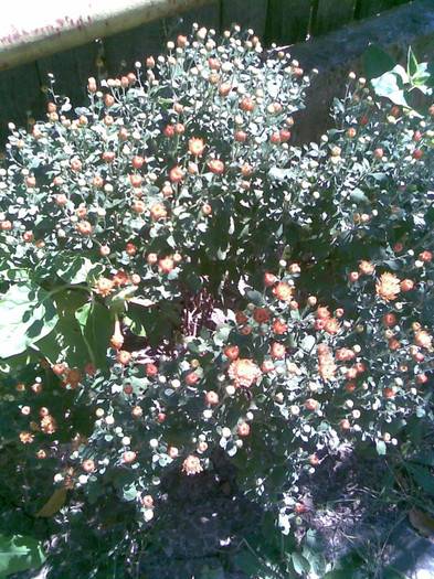 crizanteme globulare - TOAMNA 2011