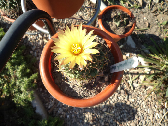 Floare de coryphanta - Cactusi si suculente 2011