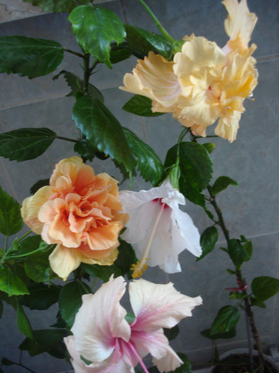 DSC00279 - HIBISCUS 2011