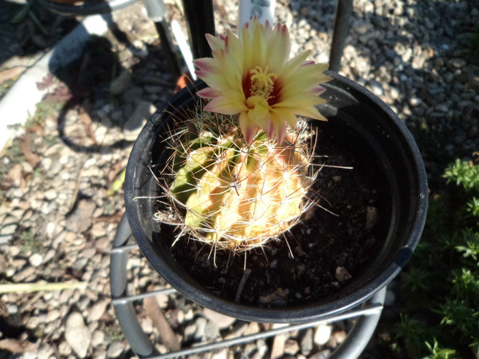 Hamatocactus setispinus  inflorit - Cactusi si suculente 2011