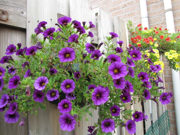 Calibrachoa 27 iul 2011 (1)