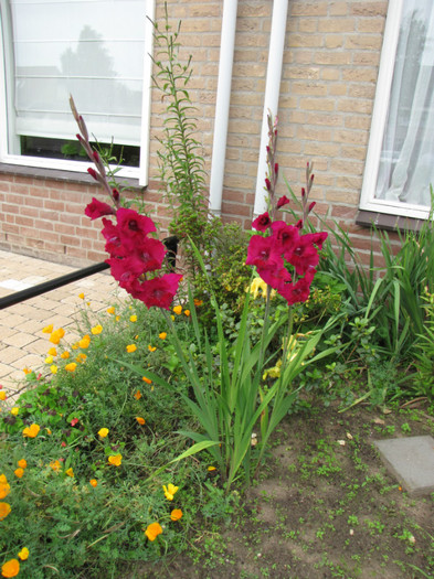 Gladiole 12 aug 2011 (1)