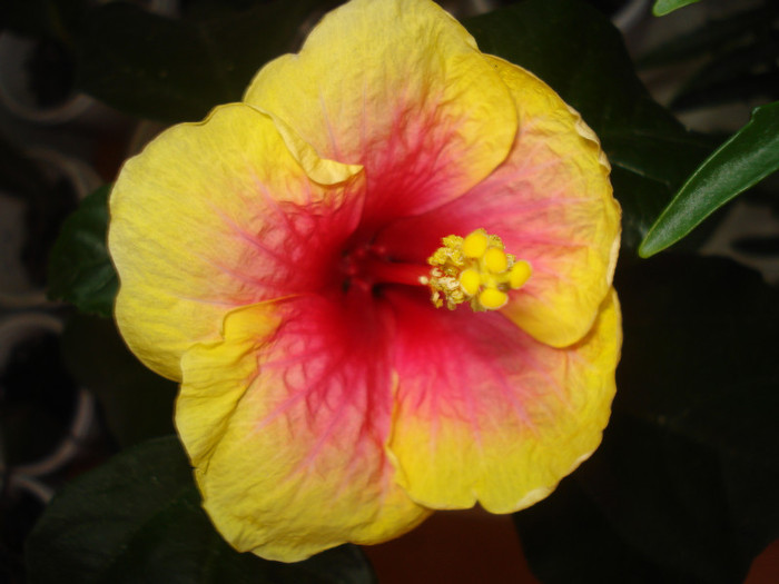 Oberon - HIBISCUS 2011