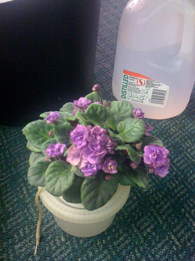 Carousel_waltz - poza nu imi apartine; http://kurtsviolets.blogspot.com/2010/07/few-plants-that-i-love.html
