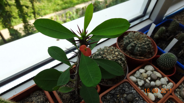 Euphorbia milii, (Croana lui Iisus) - Inflorite 2011