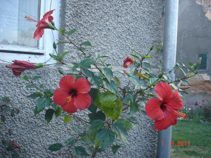 DSC03477 - hibiscus 2011