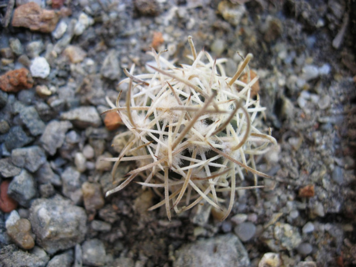 Echinocactus polycephalus v.xerantemoides