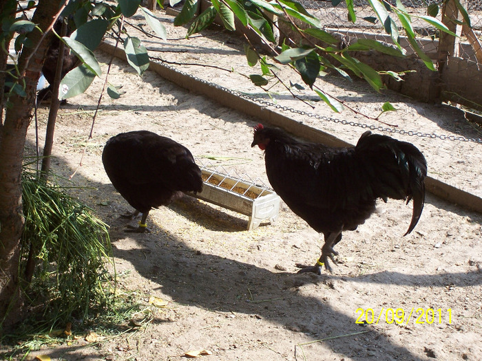 100_3124 - tineret australorp - 2011