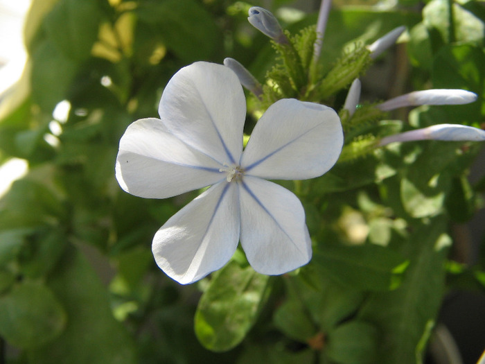 IMG_6784 - plumbago