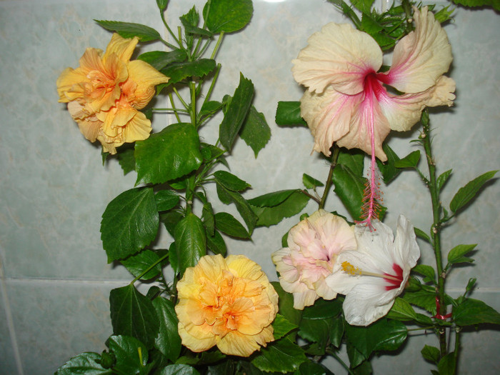 DSC00366 - HIBISCUS 2011