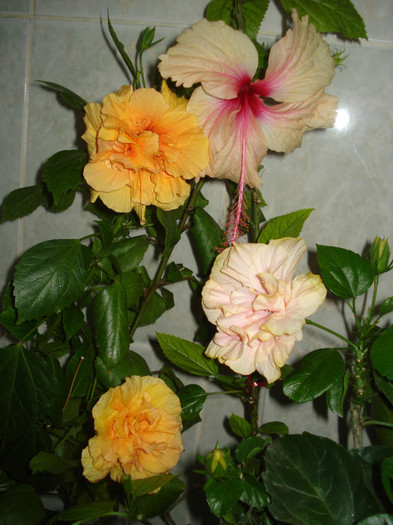 DSC00374 - HIBISCUS 2011