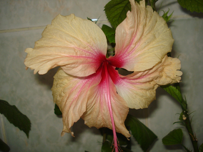 DSC00369 - HIBISCUS 2011