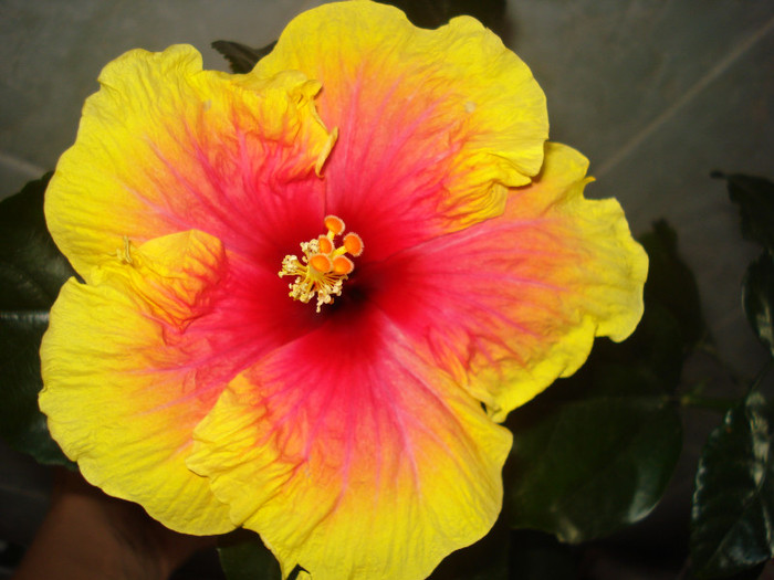 DSC00387 - HIBISCUS 2011