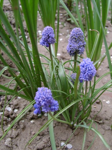 Muscari