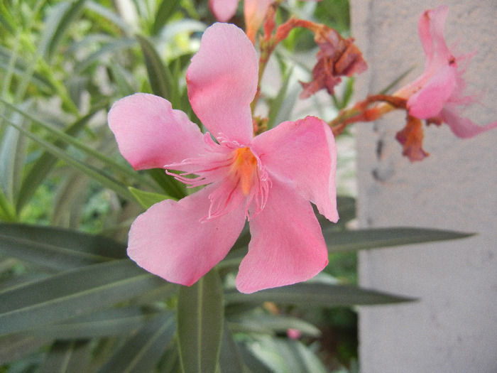 Pink Oleander (2011, September 14)