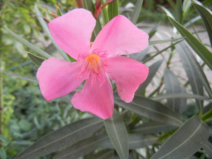 Pink Oleander (2011, September 14)