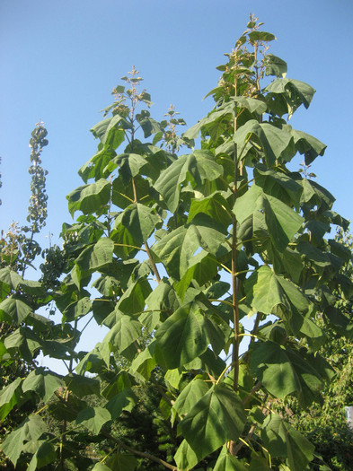 SEPT 2011 - paulownia