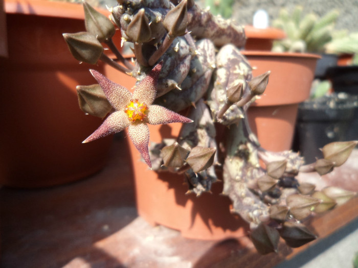 Prima floare de piaranthus foetida - Cactusi si suculente 2011