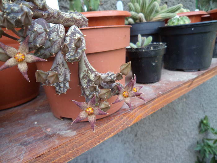 Buchet de flori de piaranthus - Cactusi si suculente 2011