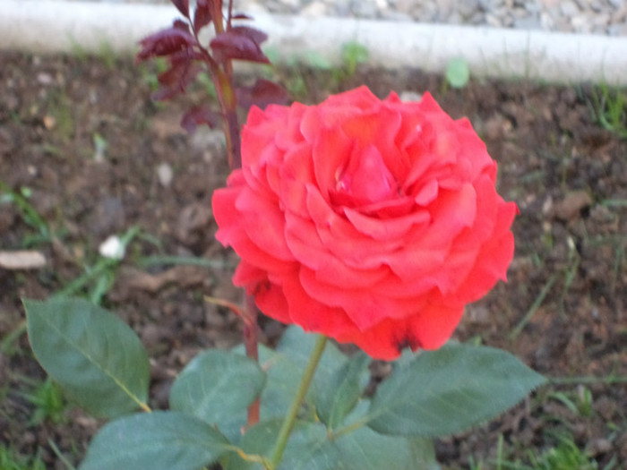 Trandafir rosu - Trandafiri 2011