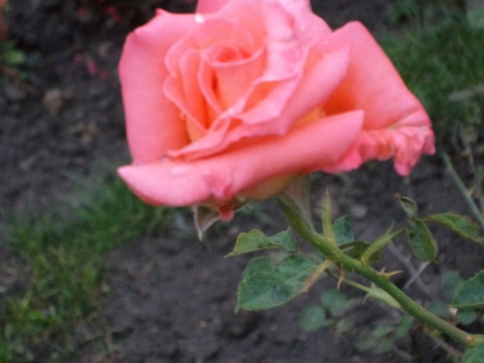 Un pic de roz - Trandafiri 2011