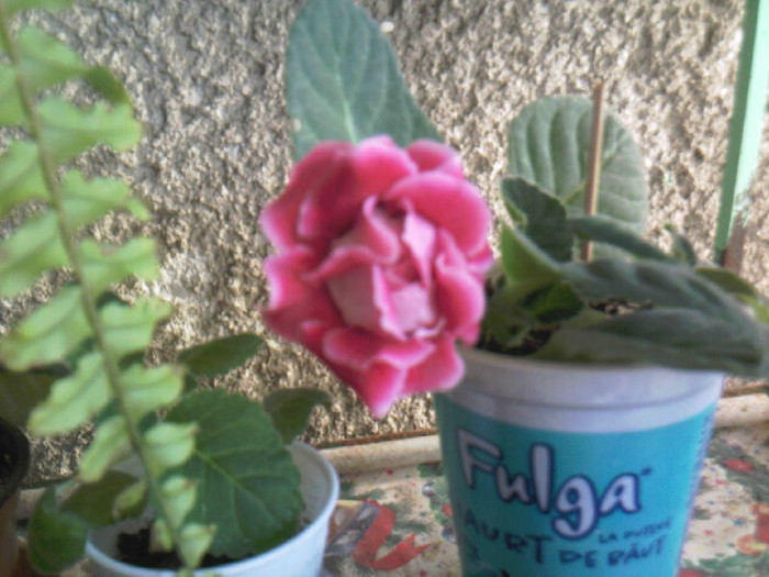 extasy - Gloxinia 2011