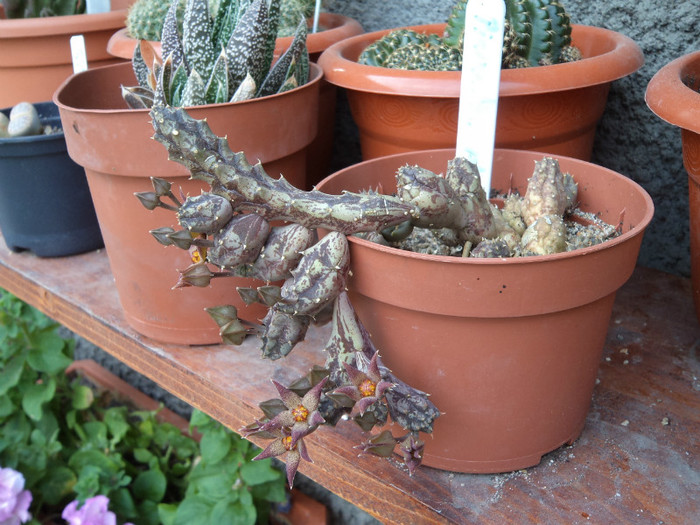 Piaranthus foetidus - Cactusi si suculente 2011