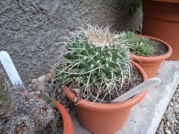 Mammillaria magnimamma- mutare? - Cactusi si suculente 2011
