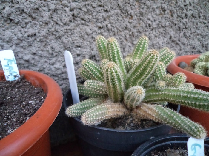 Chamacereus silvestrii- alta locatie? - Cactusi si suculente 2011