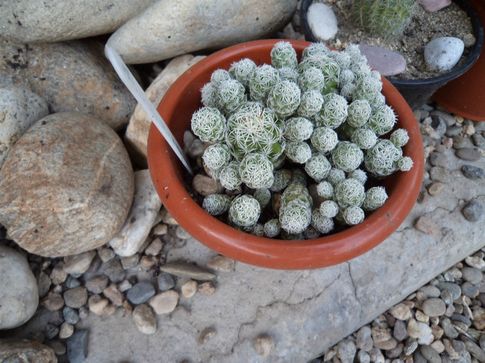 Mammillaria gracilis- mutare? - Cactusi si suculente 2011