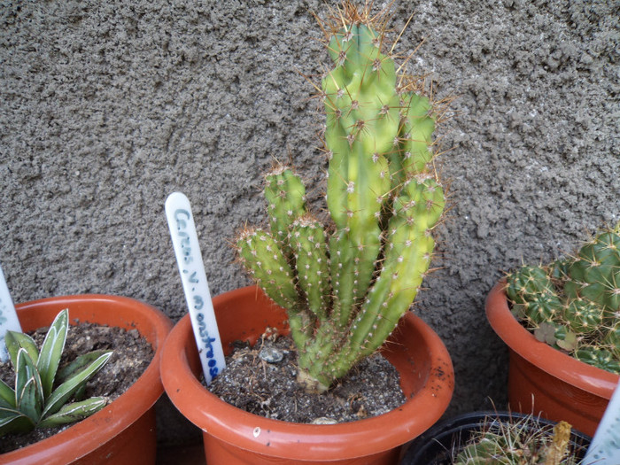 Cereus- alta "locuinta"? - Cactusi si suculente 2011