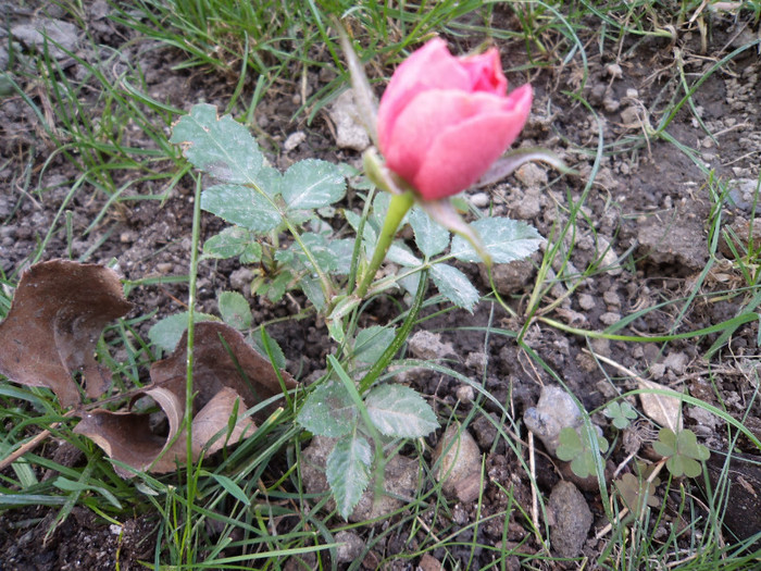 Pitico-trandafir roz - Trandafiri 2011