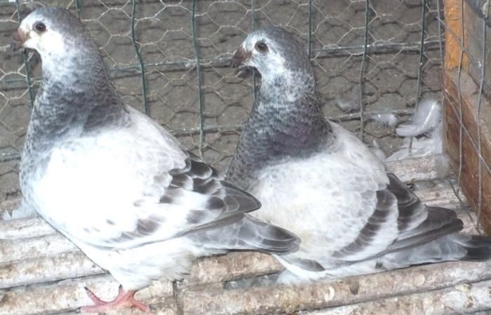 pui-2011 cuci americani - Porumbei de ornament de vanzare