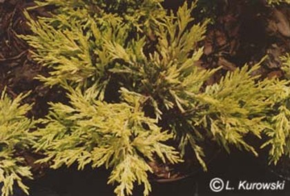 Juniperus_horizontalis_Limeglow