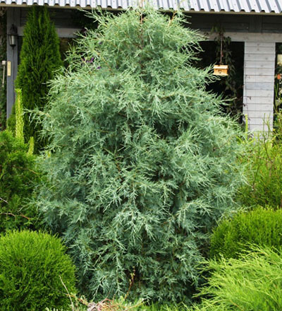 juniperus_scopulorum_springbank