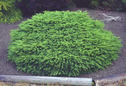 picea abies nidiformis-1