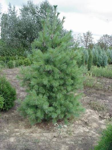 PINUS STROBUS