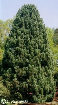 pinus_cembra sibirica