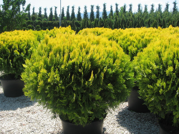 THUJA  ORIENTALIS COMPACTA AUREA 2