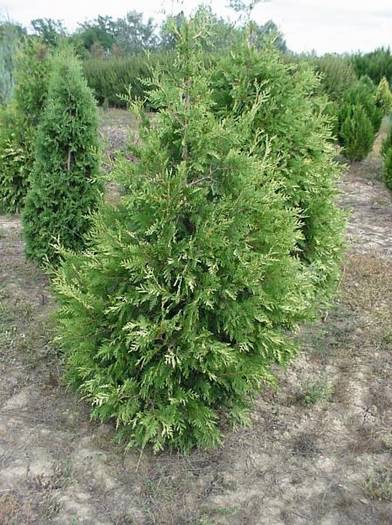 THUJA PLICATA AUREA