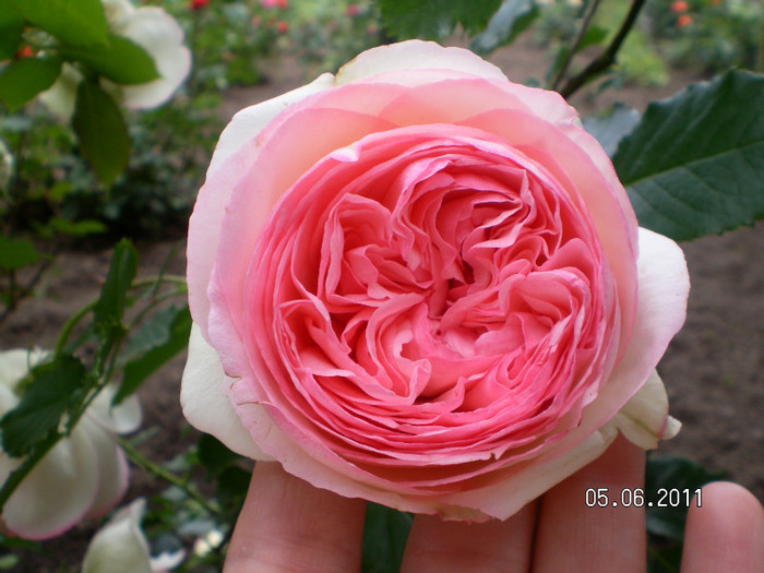 eden rose 2