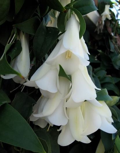 Lapageria rosea alba